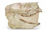 Fossil Oreodont (Merycoidodon) Skull - South Dakota #249248-1